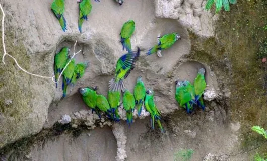 Beautiful green exotic birds doing clay lick