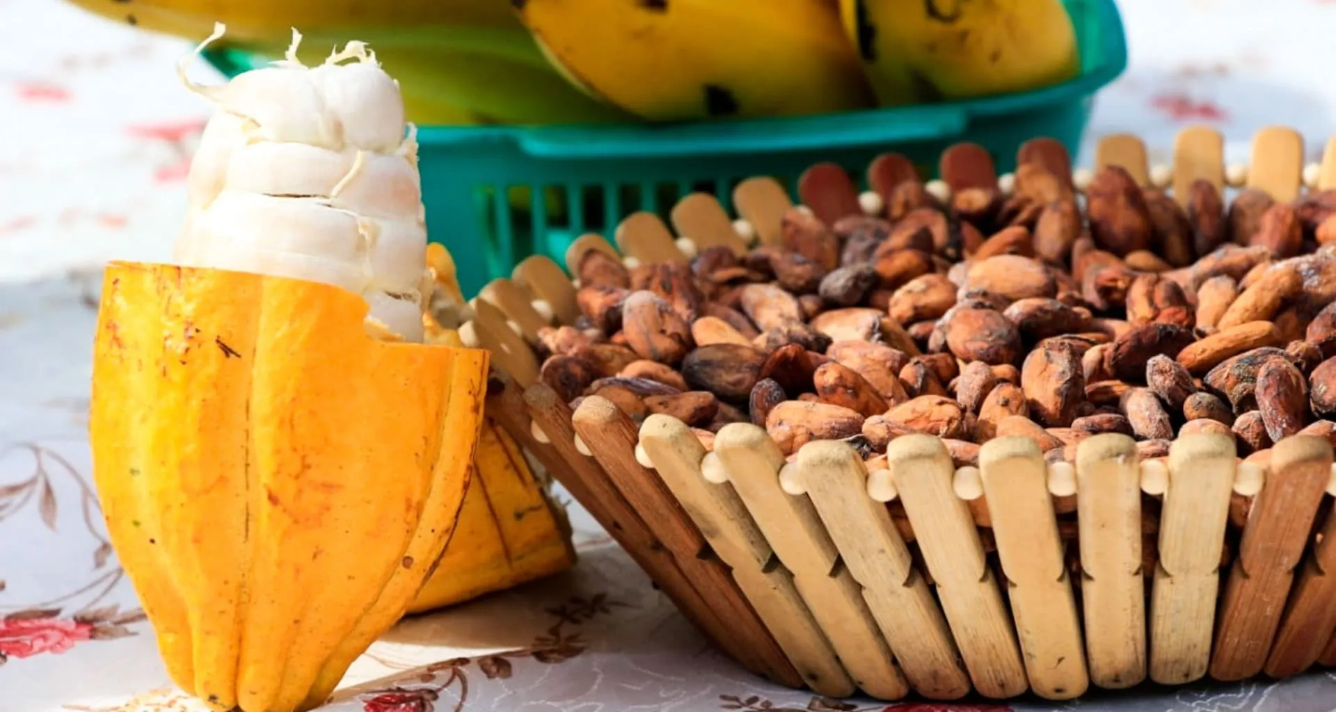 Cocoa beans in wood basket