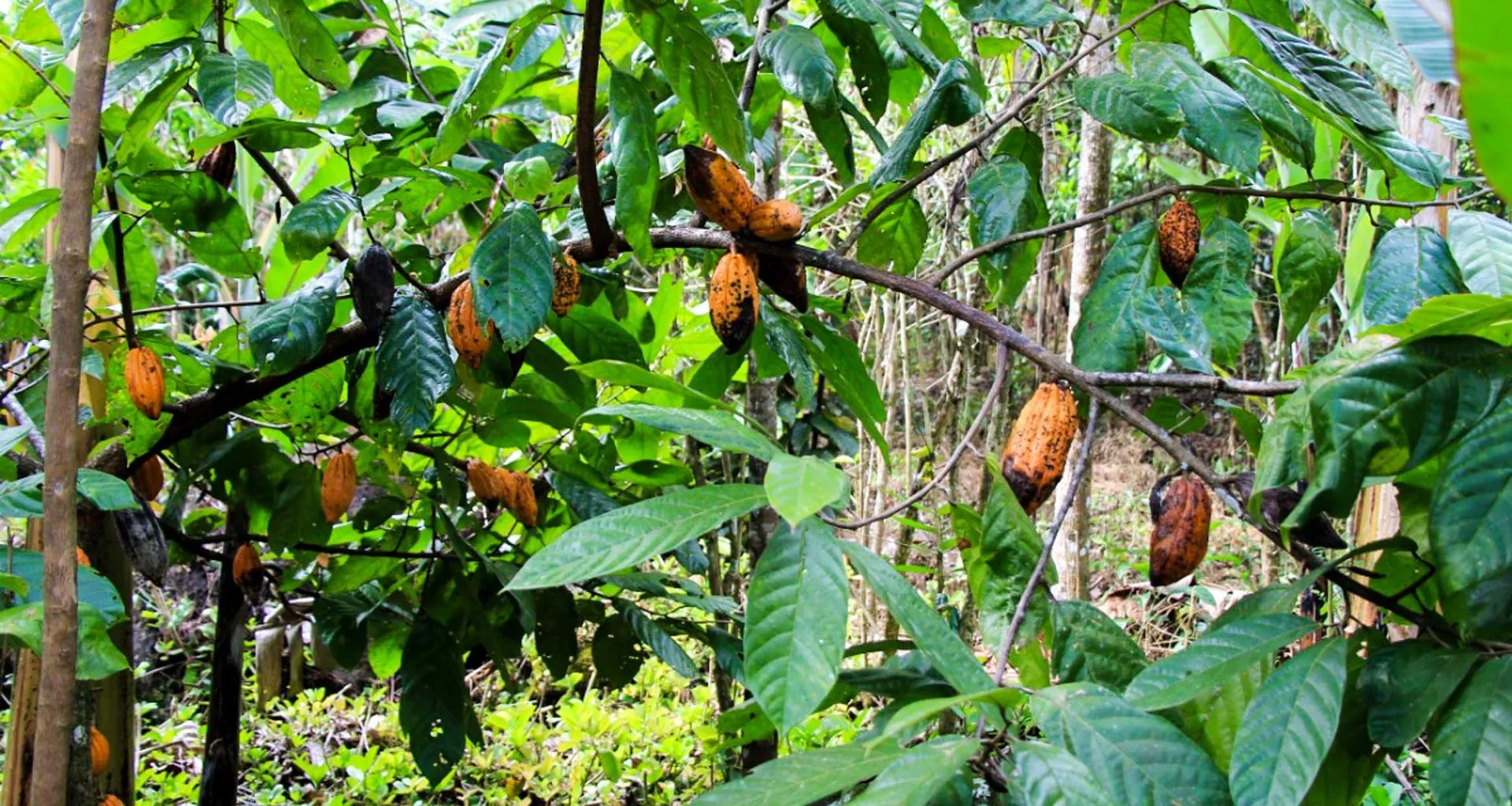 Cocoa beans on vine