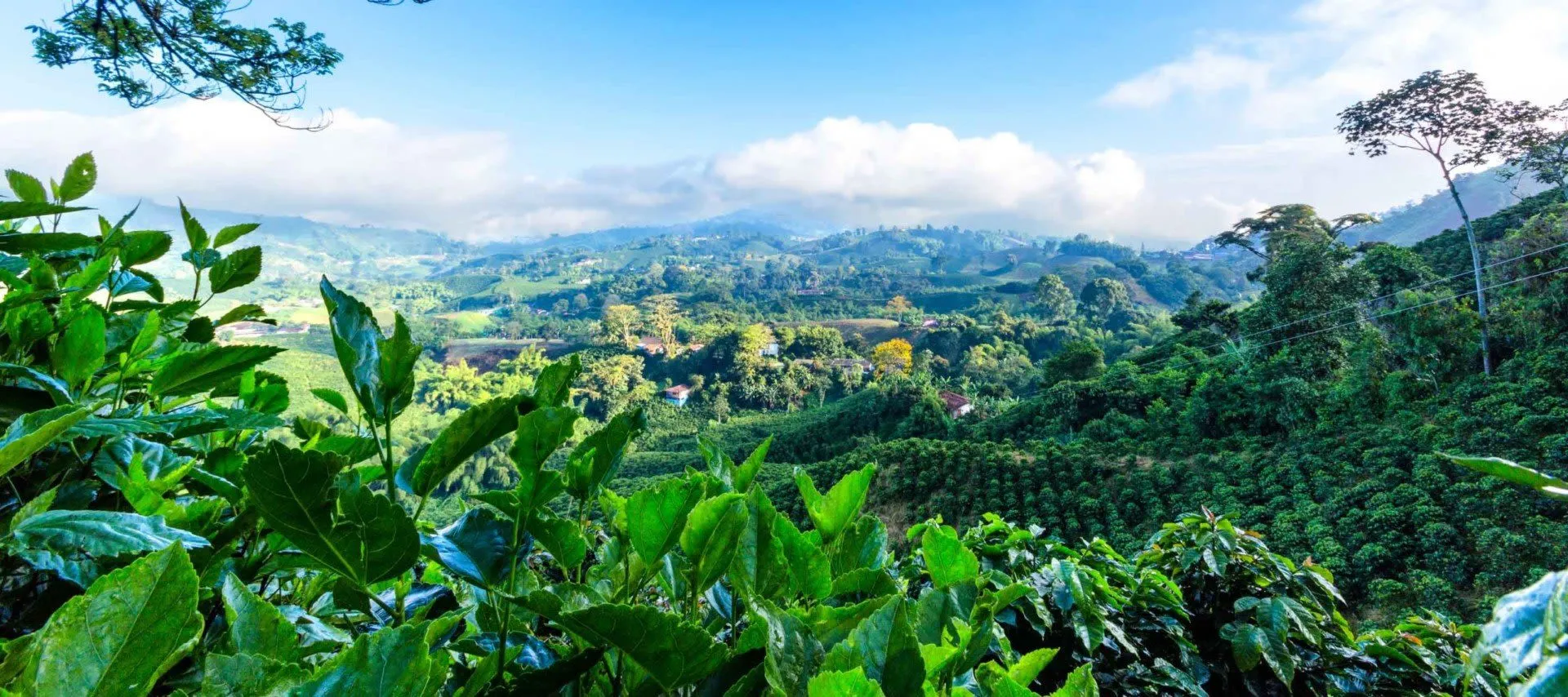 View over coffee plantation in Colombia