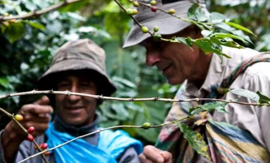 Men look at coffee beans on a branch