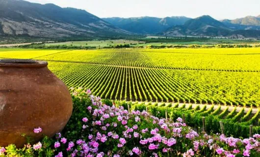 View across Colchagua Valley vineyards