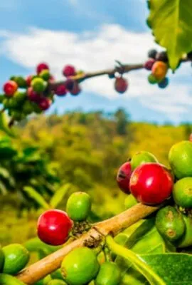 Close up of agriculture in Colombia