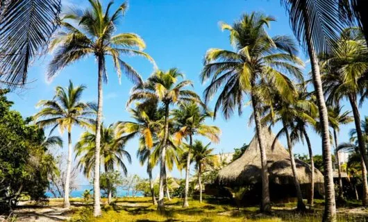 Small hut seen between palm trees