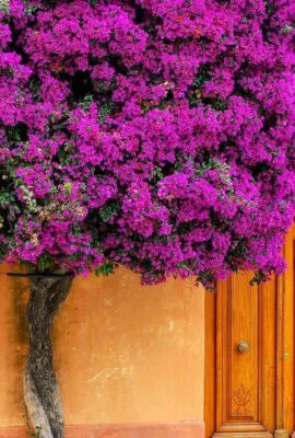 Flowering tree in front of the house in Colonia del Sacramento
