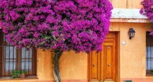 Flowering tree in front of the house in Colonia del Sacramento