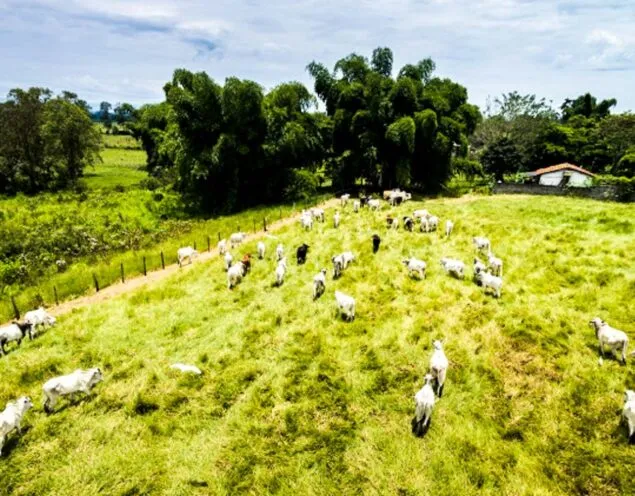 Cows walk across field in Brazil