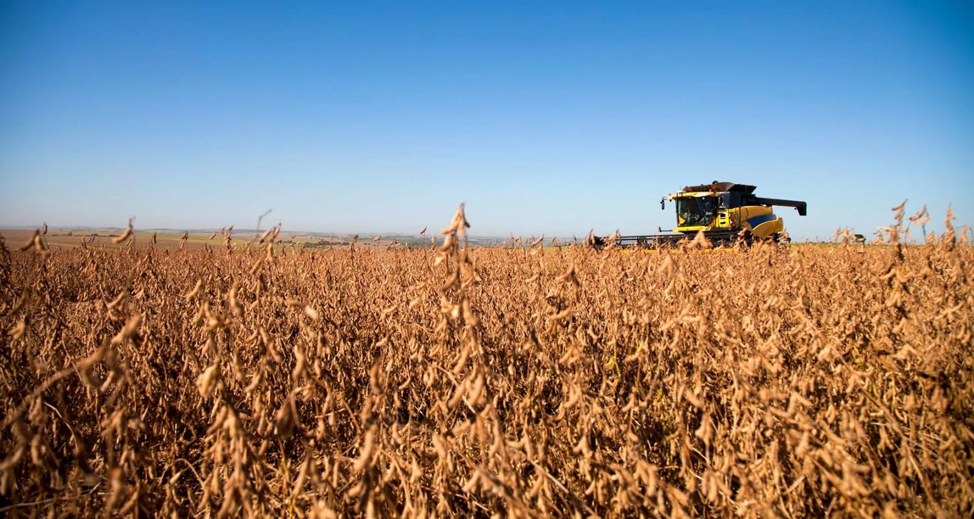 Low angle view of Brazil crop field