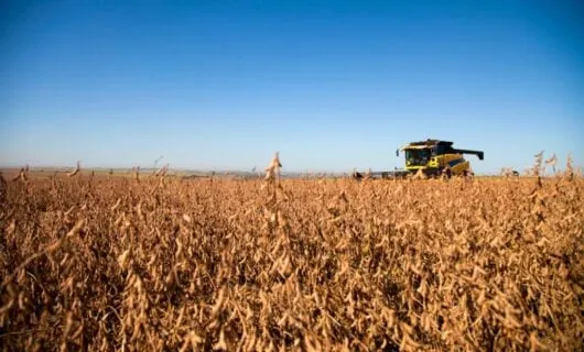 Low angle view of Brazil crop field