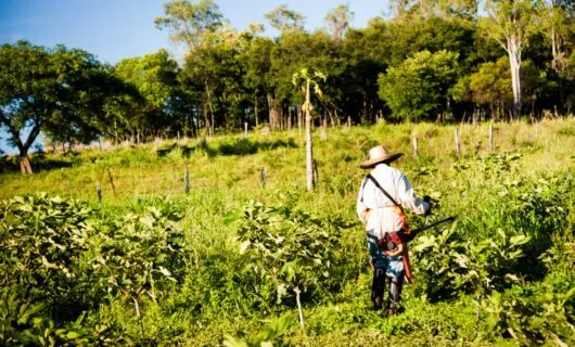 Cropworker in fields of Brazil