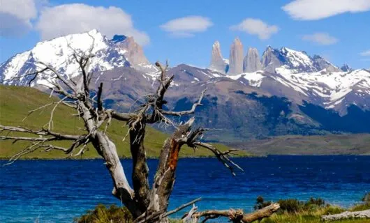 Dead tree in front of lake and mountain