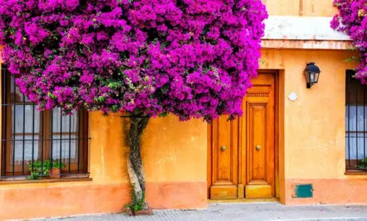 Purple tree outside of double door