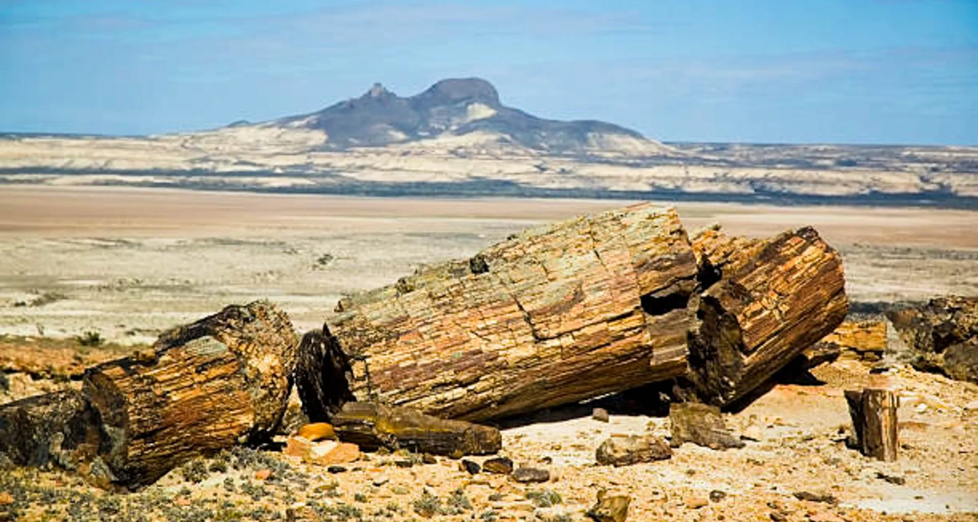 Piece of driftwood in front of desert and mountain