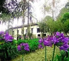 purple flowers outside of the hacienda