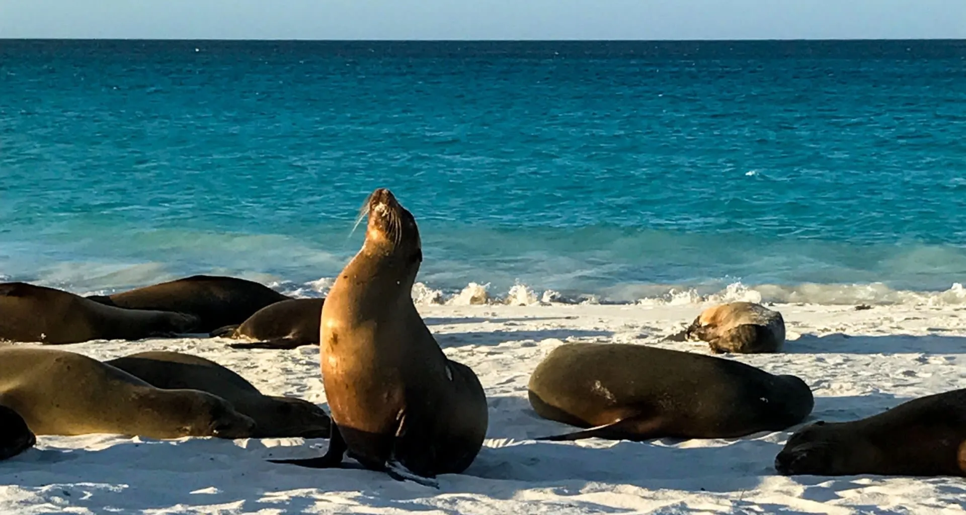 Seals relax on Ecuador beach
