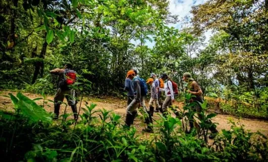Hiking group climbs trail in Ecuador forest