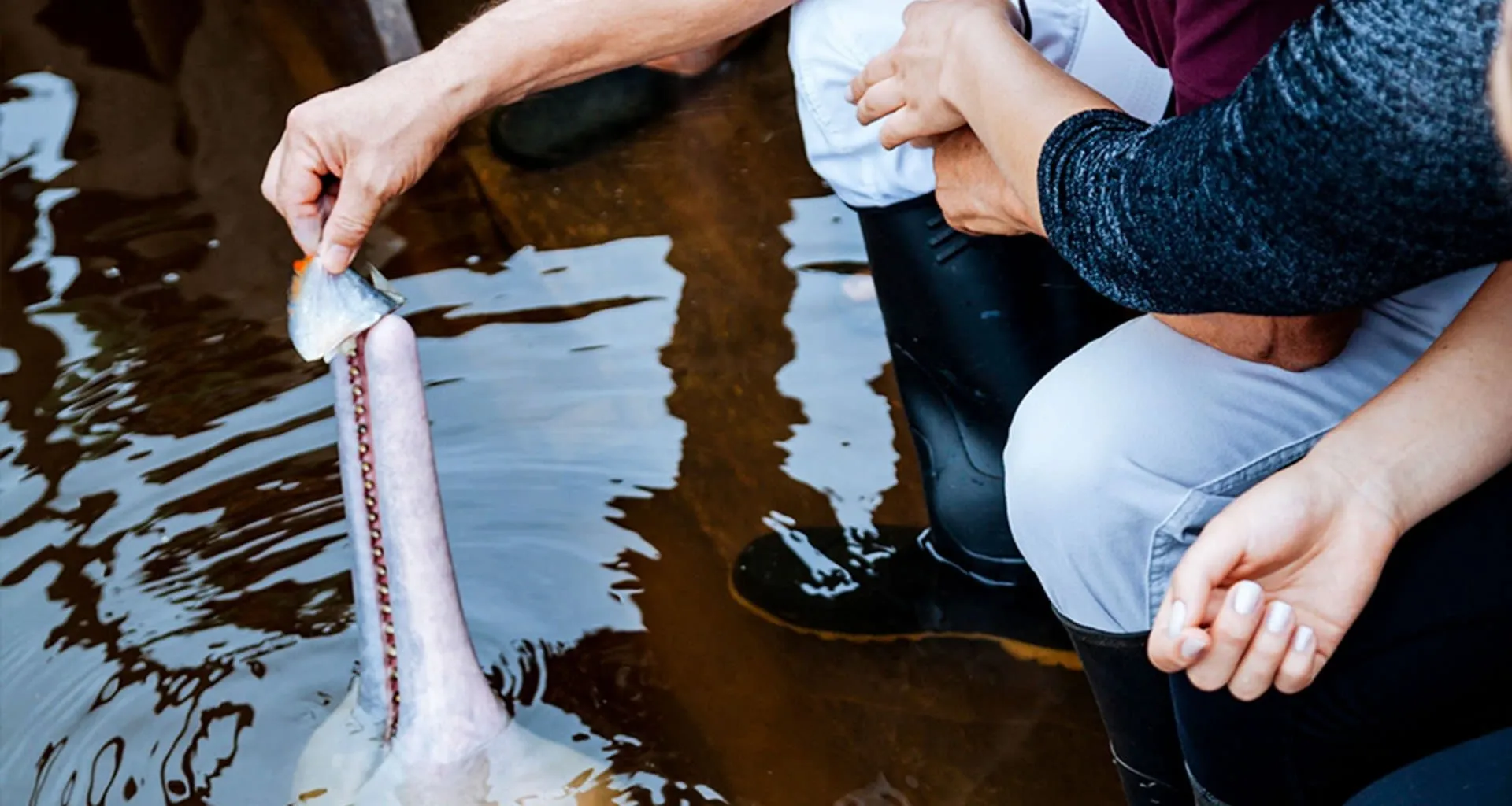 Travelers feed dolphin