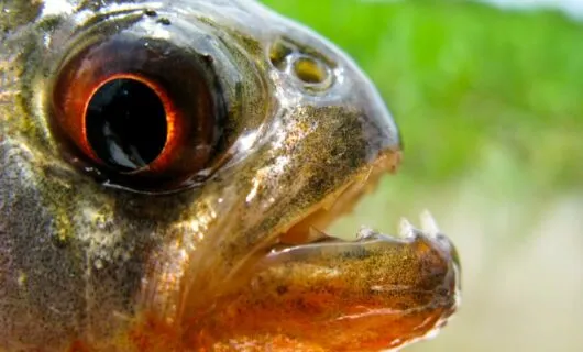Close up of fish mouth and eye