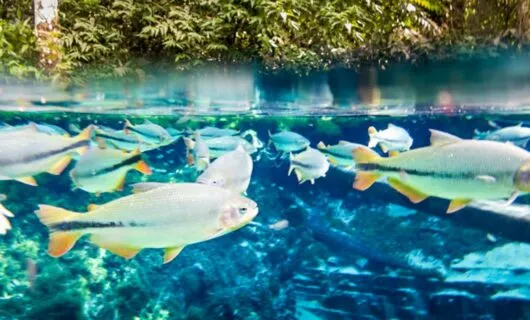 Underwater view of group of fish