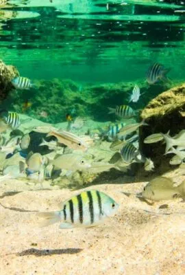 Striped fish swim underwater in Fernando de Noronha