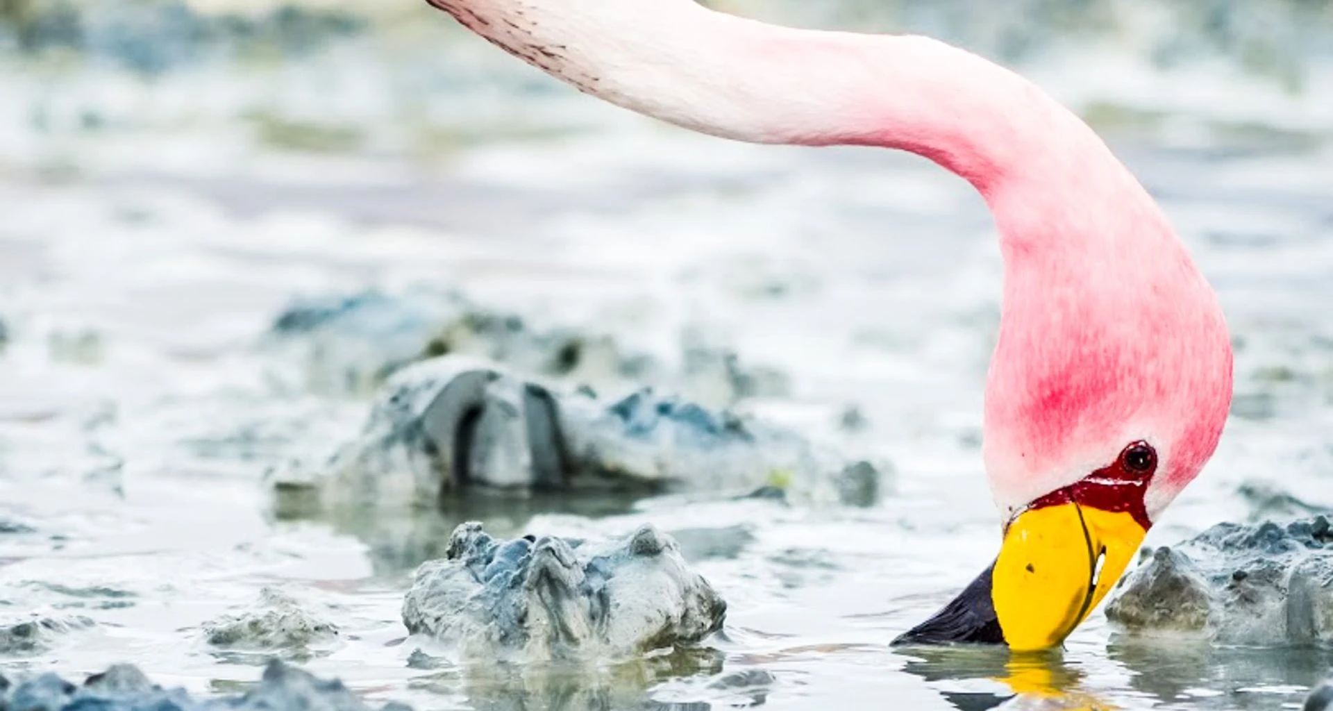 Flamingo sticks beak into mud of Bolivia