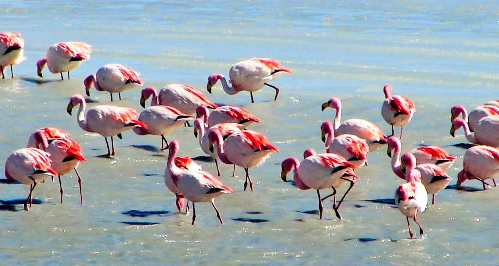 Flock of flamingoes in water
