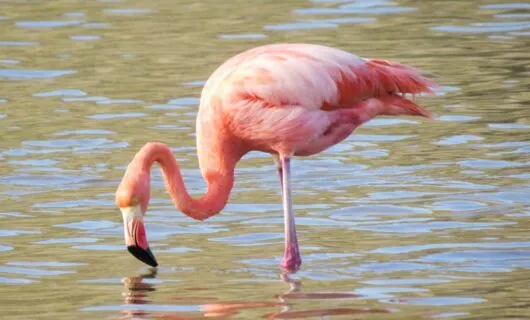 Flamingo sticks beak into water