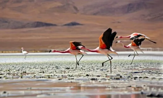 Flamingoes walk across wet ground