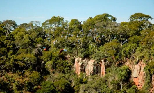 Flock of birds fly past forested cliff