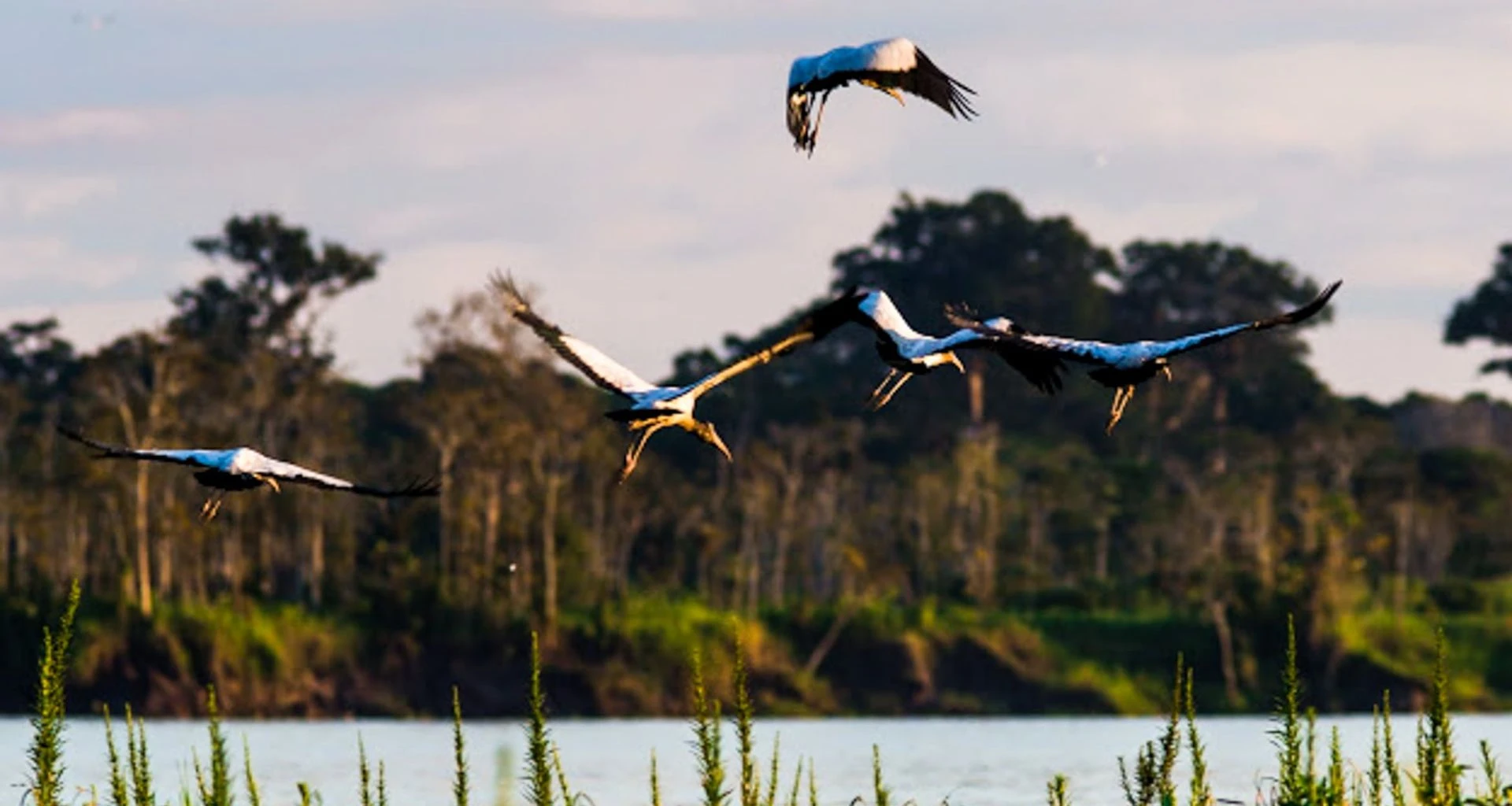 Birds fly over wetlands in Brazil