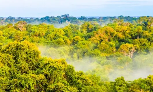 Fog rises from Amazon jungle