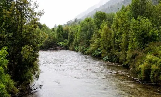 River runs through foggy forest