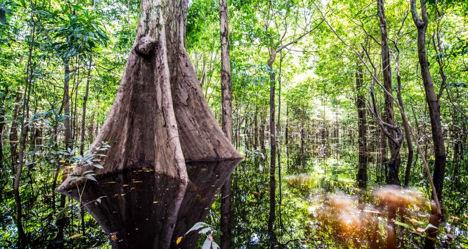 Large jungle tree with roots in water