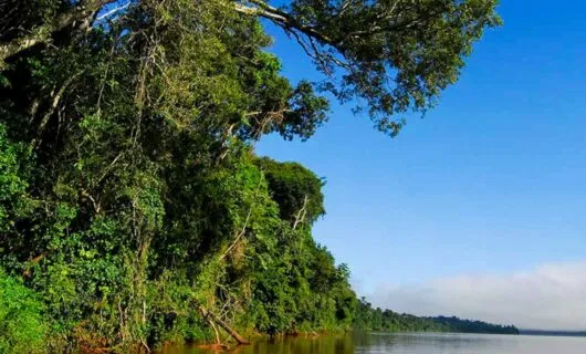 Lush forest on river bank