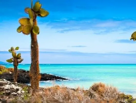Cacti on shore of Galapagos