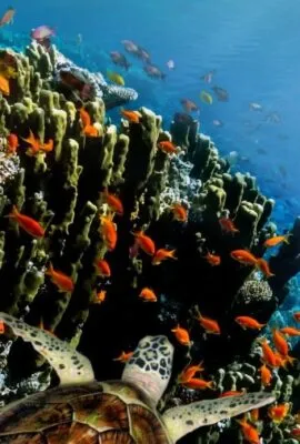 Galapagos Islands Cruises sea turtles swimming near rocks