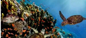 Galapagos Islands Cruises sea turtles swimming near rocks