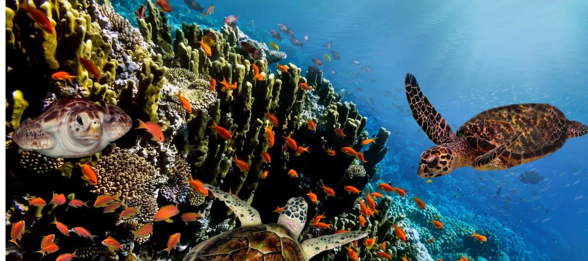 Galapagos Islands Cruises sea turtles swimming near rocks
