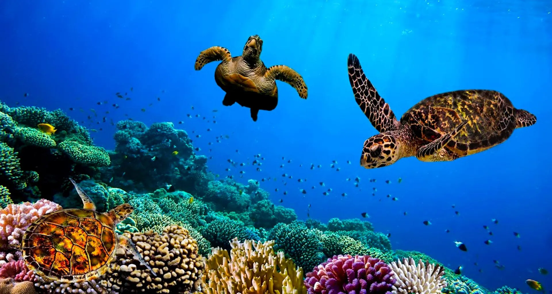 Turtles swim underwater in the Galapagos