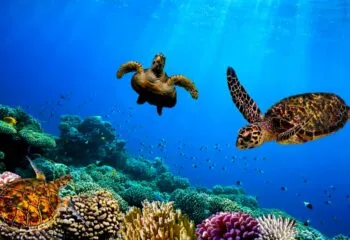 Turtles swimming underwater in the Galapagos Islands