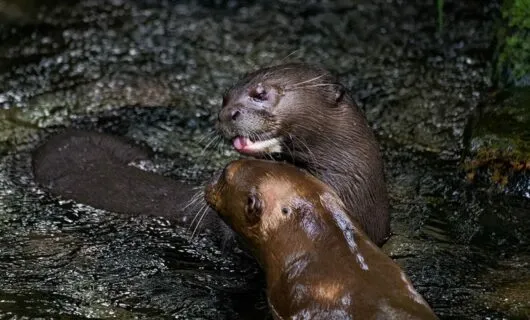 giant river otters playing in water
