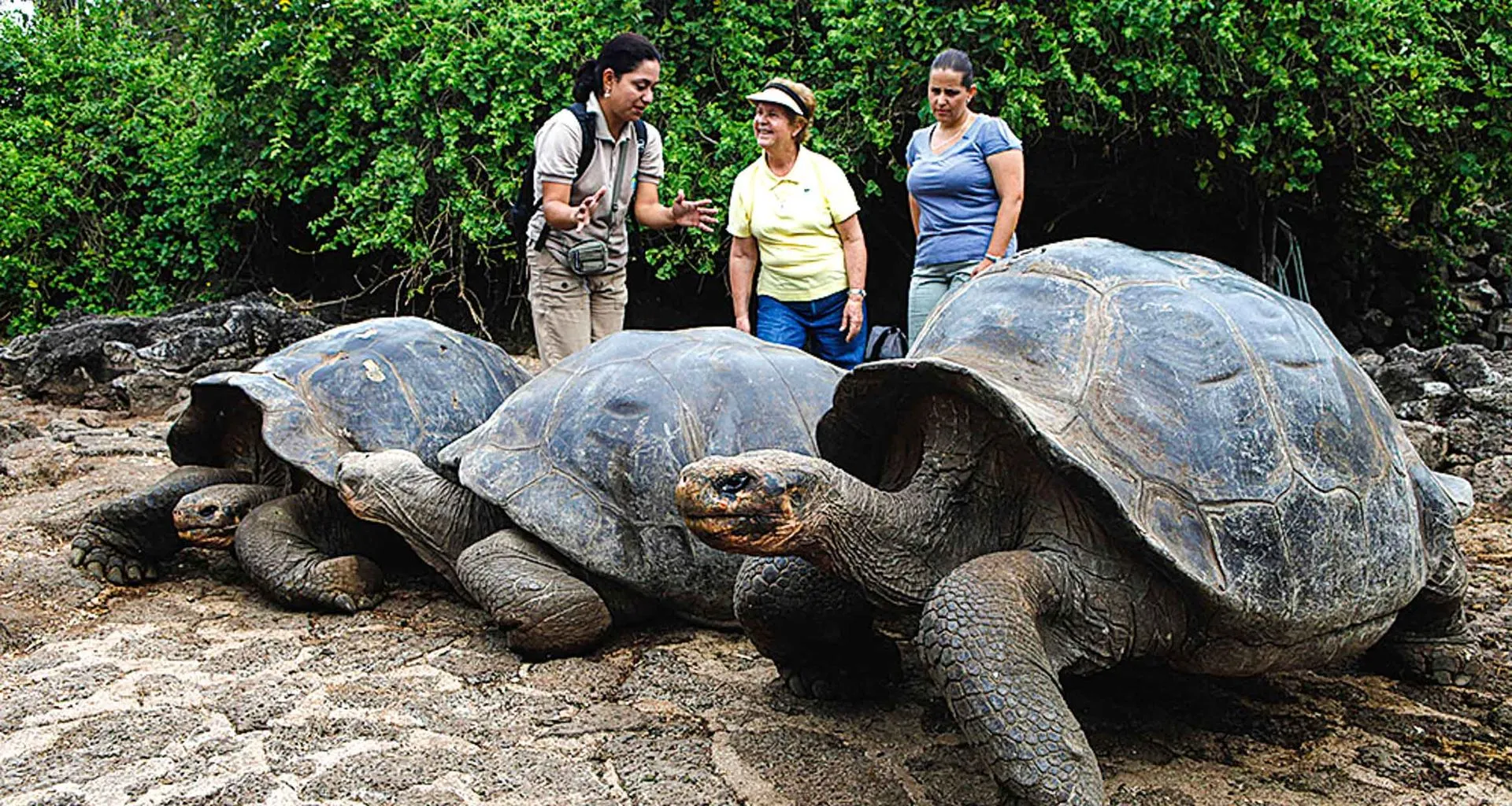 Travelers admire giant tortoises