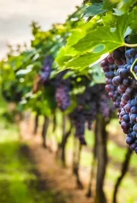 Grapes hanging in vineyard in Peru