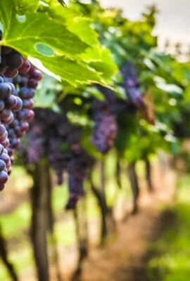 Grapes hanging in vineyard in Peru