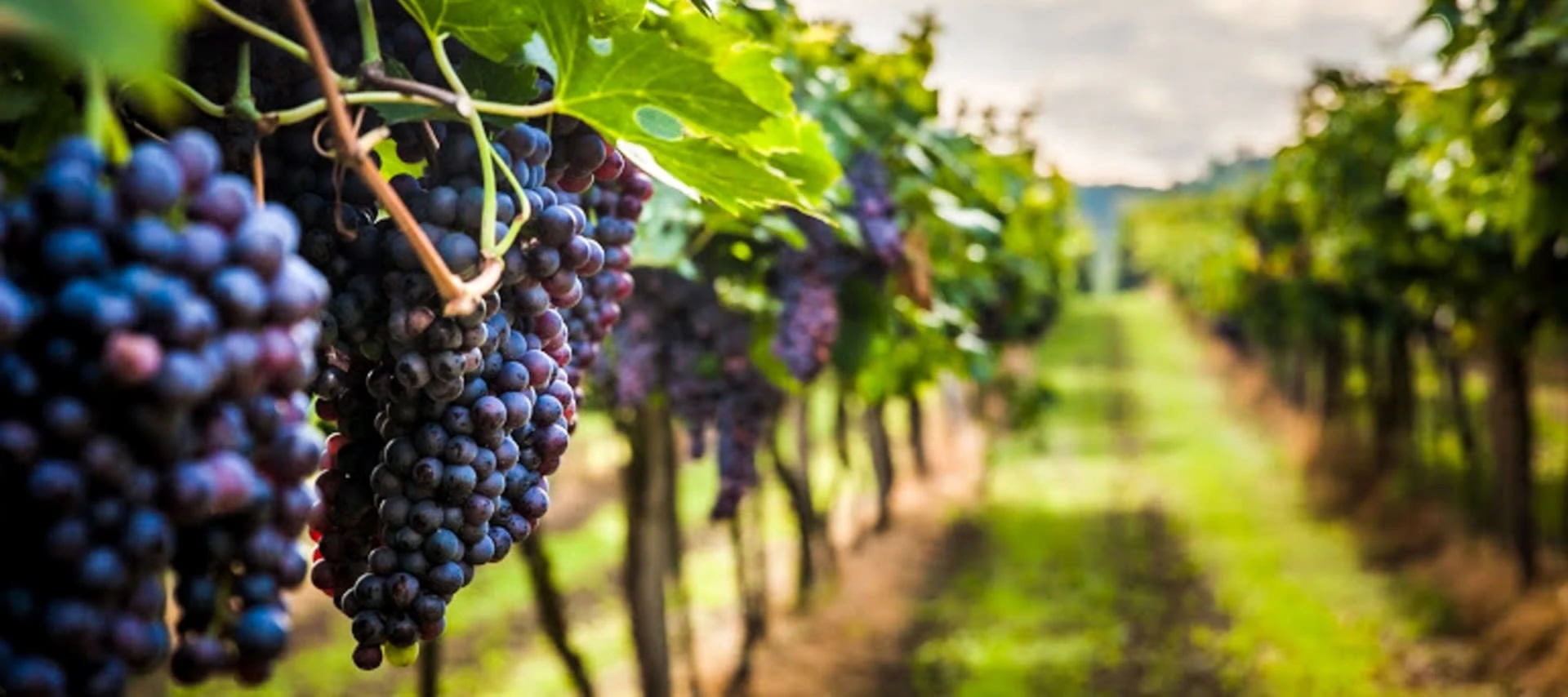 Grapes hanging in vineyard in Peru