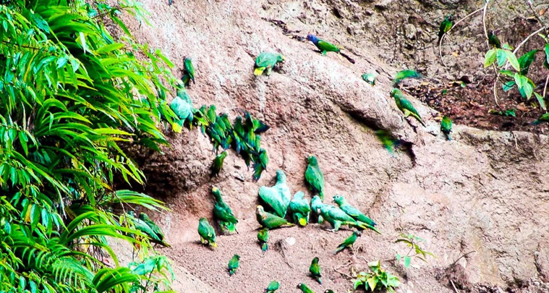 Green parrots on rock wall