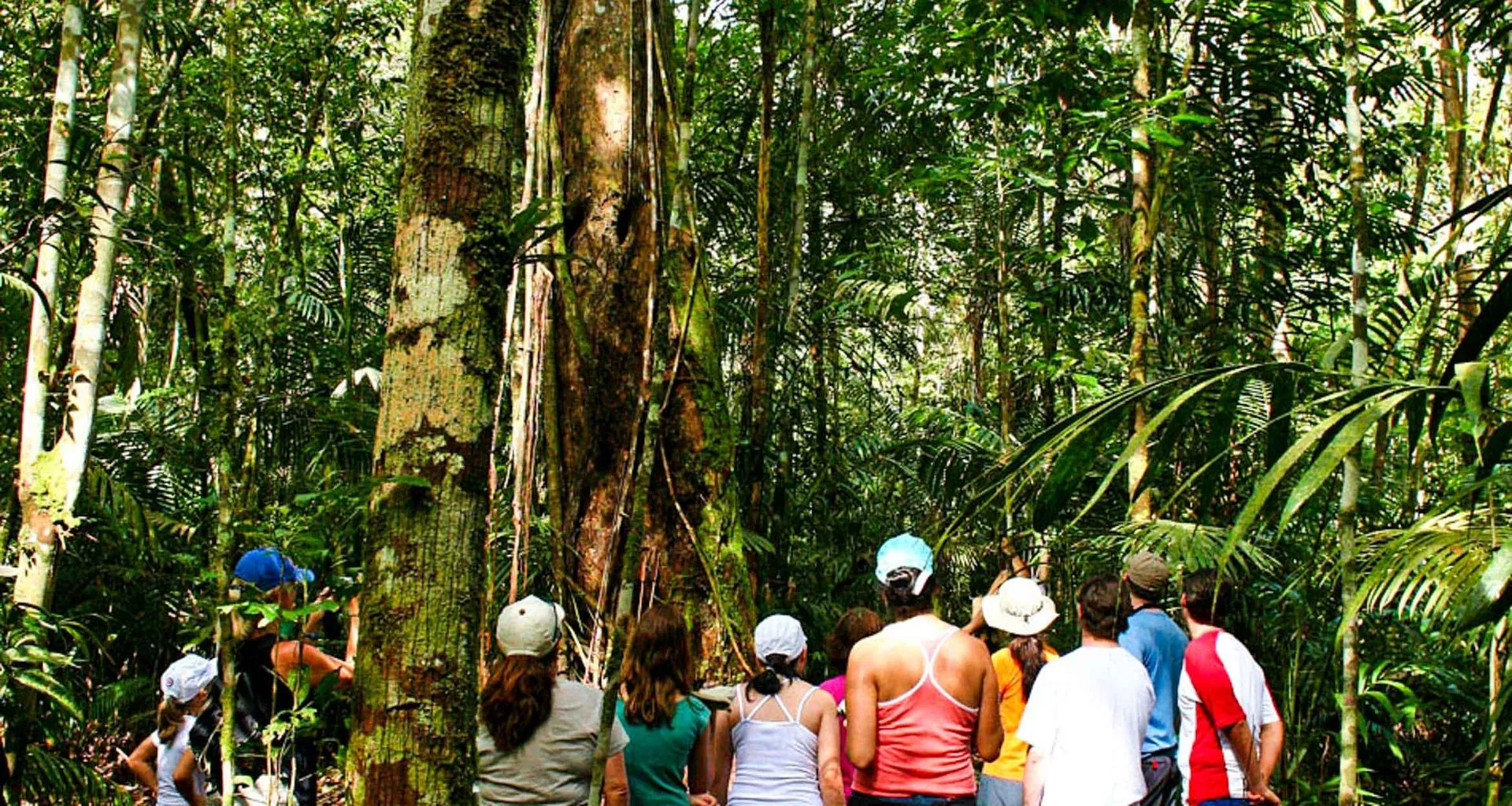 Group of travelers look up at jungle trees