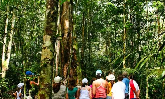 Group of travelers look up at jungle trees