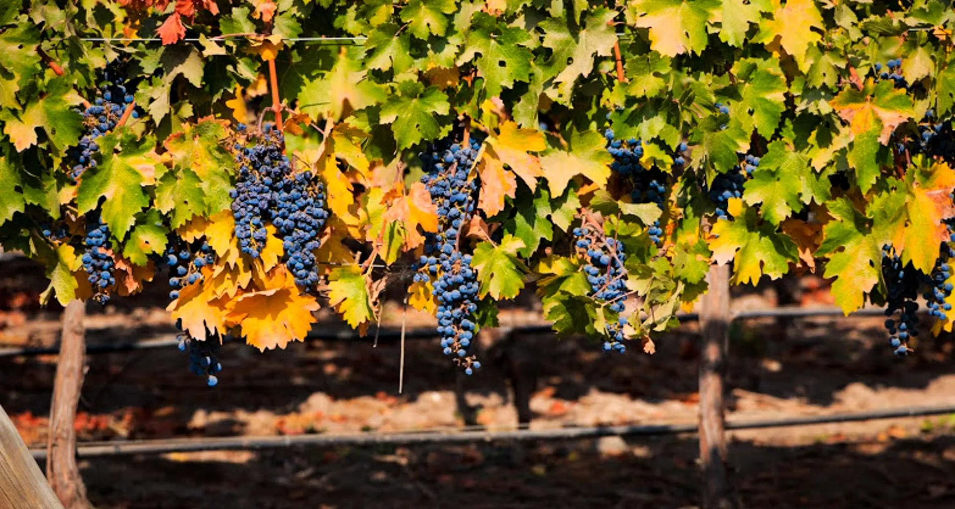 Row of grapes hangs from vine