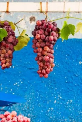 Hanging bunches of grapes in Bolivia
